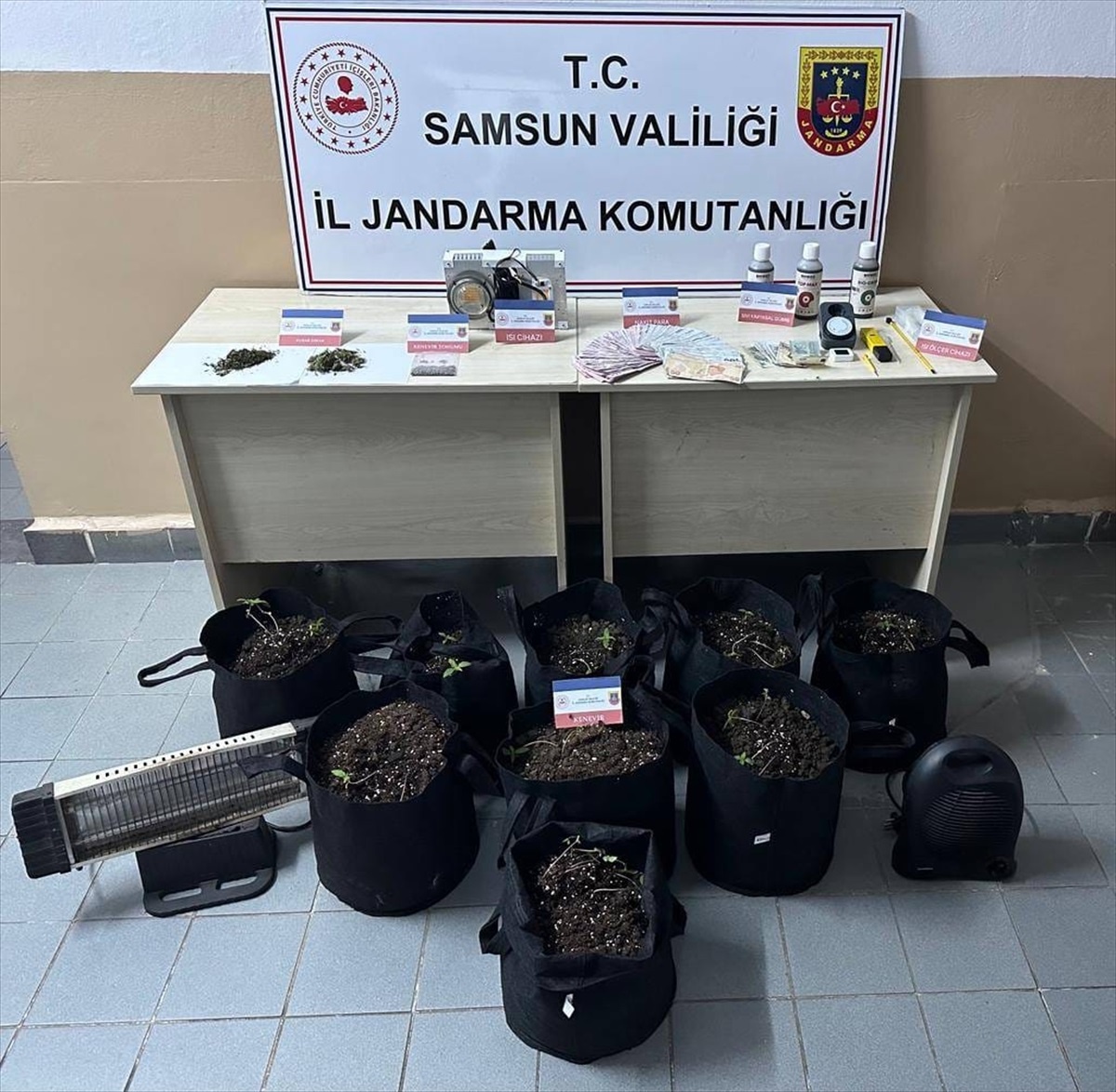 Samsun\'da kenevir yetiştiricisi gözaltına alındı