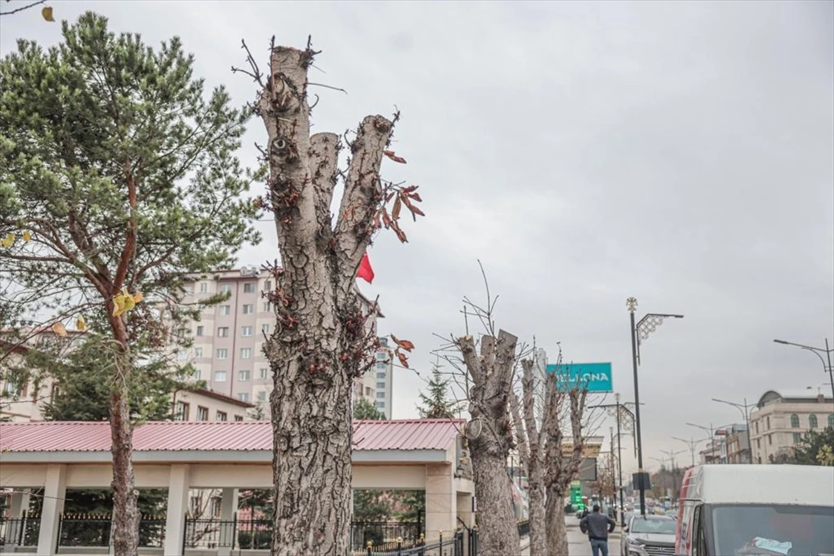 Sivas Belediyesi, ağaçlara zarar verenler hakkında suç duyurusunda bulundu