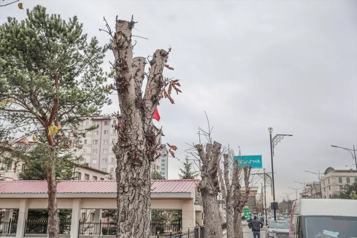 Sivas Belediyesi, ağaçlara zarar verenler hakkında suç duyurusunda bulundu