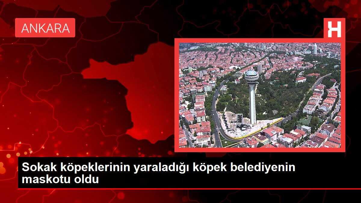 Sokak köpeklerinin yaraladığı köpek belediyenin maskotu oldu
