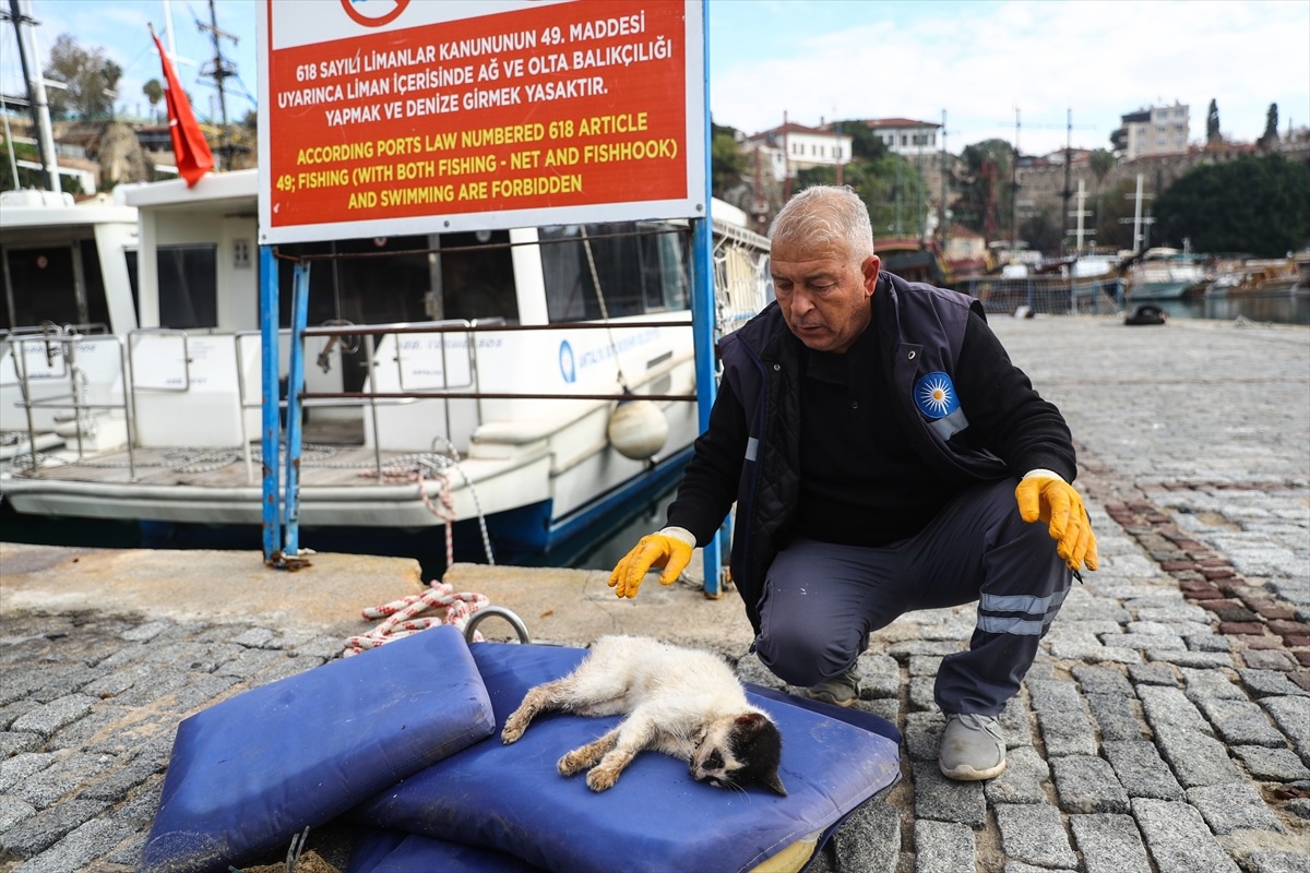 Antalya\'da hafriyat altında kalan kedi hayata döndürüldü