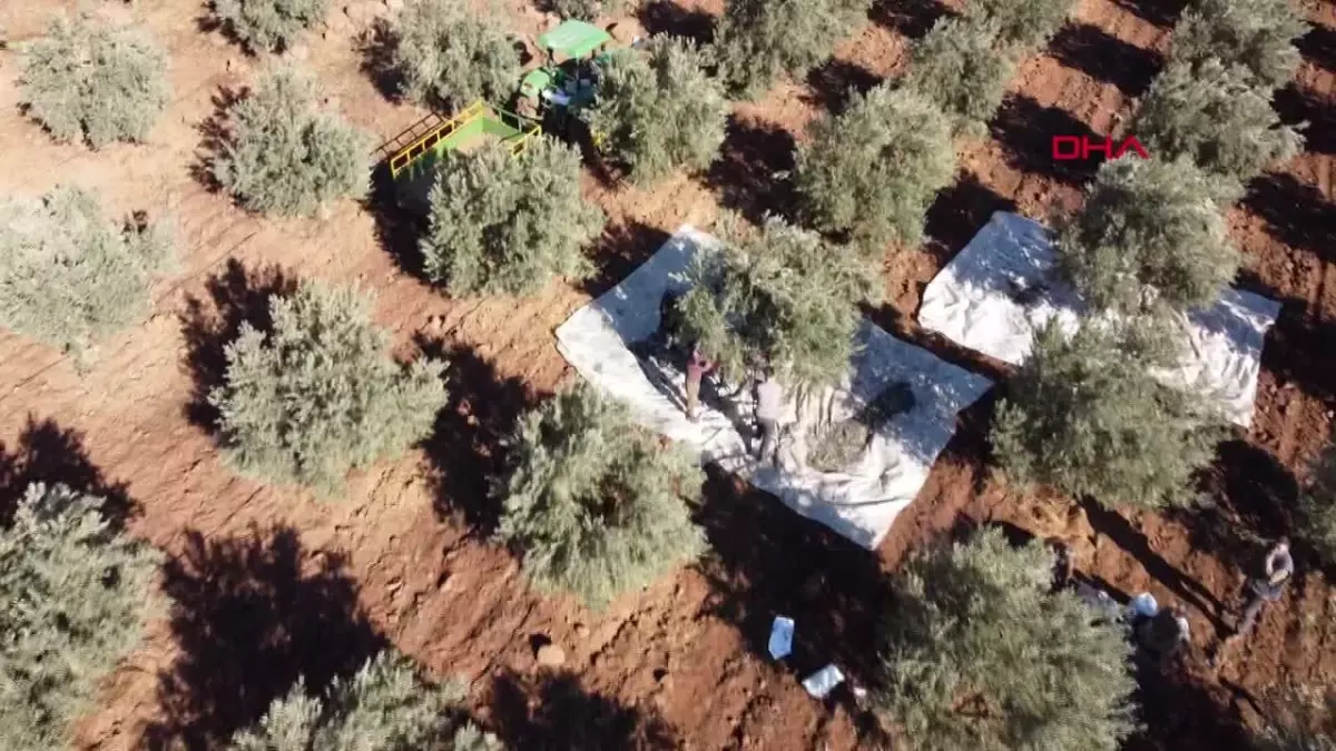 İslahiye\'de Zeytin Hasadı Sürüyor