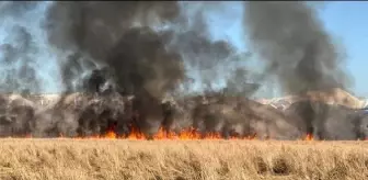 Hakkari Yüksekova'da Nehil Sazlığı'nda Yangın Çıktı