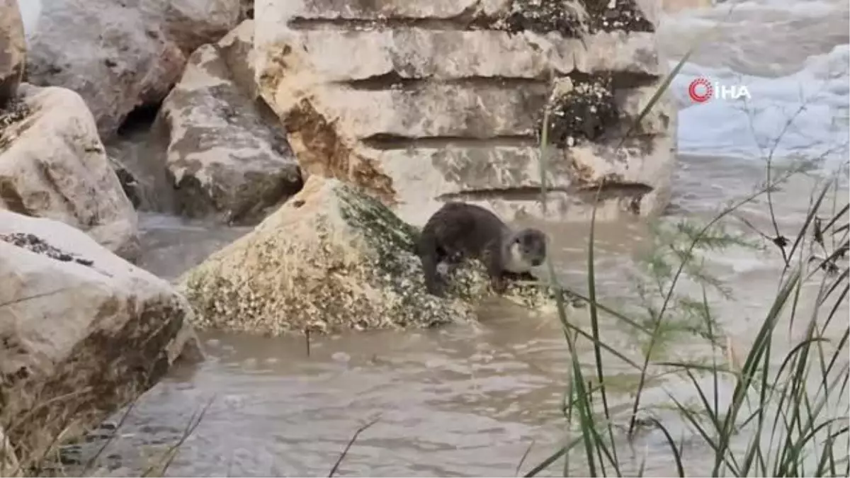 Mustafakemalpaşa Çayı'nda su samuru görüntülendi
