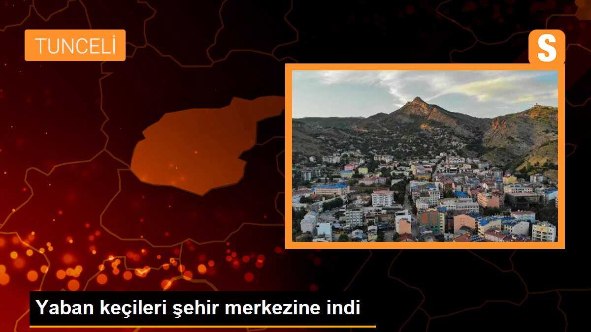 Yaban keçileri şehir merkezine indi