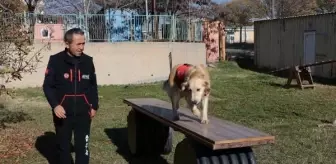 Depremde 6 kişiyi kurtaran köpek grup birincisi oldu