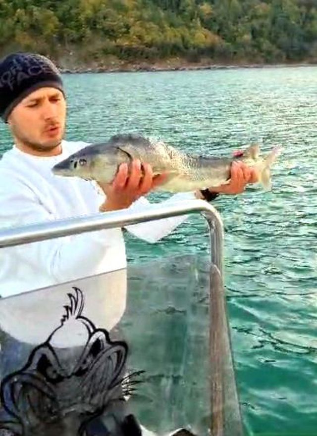 Bartın'da Sibirya Mersin Balığı Yakalandı Bartın'da Sibirya Mersin Balığı Yakalandı