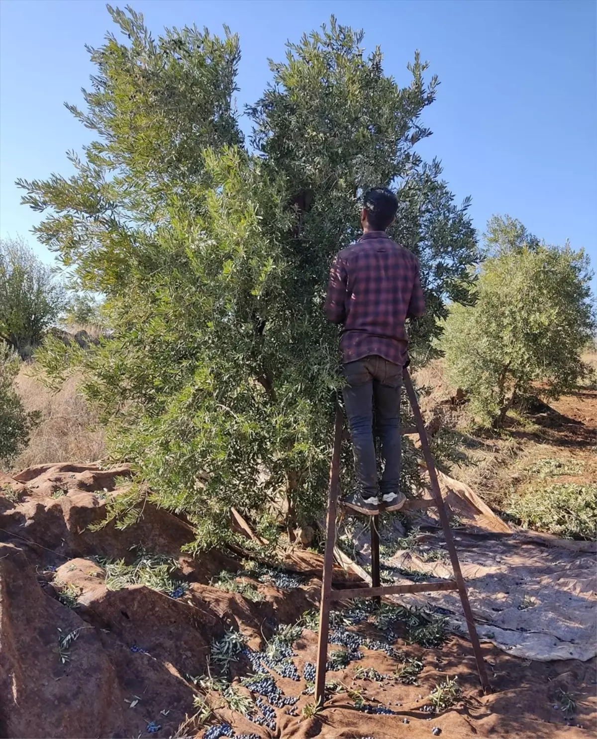 İslahiye\'de Zeytin Hasadı Sürüyor