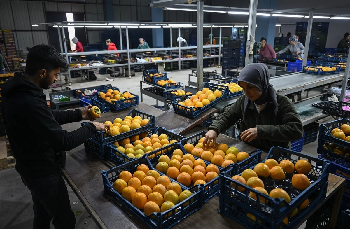 Manisa\'da cennet hurması üreticileri kurutma yöntemiyle gelirlerini artırıyor