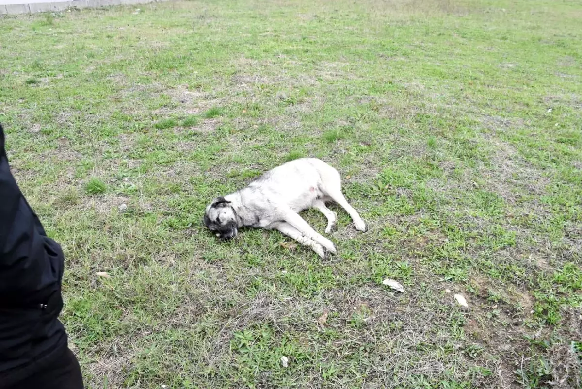 Sinop\'ta aracın çarptığı köpek telef oldu