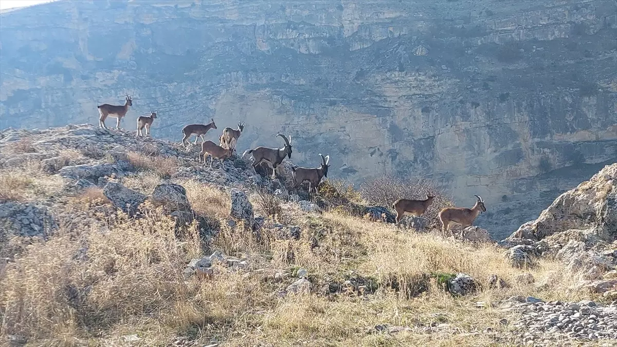 Tunceli\'de koruma altındaki yaban keçileri yerleşim yerinde görüntülendi