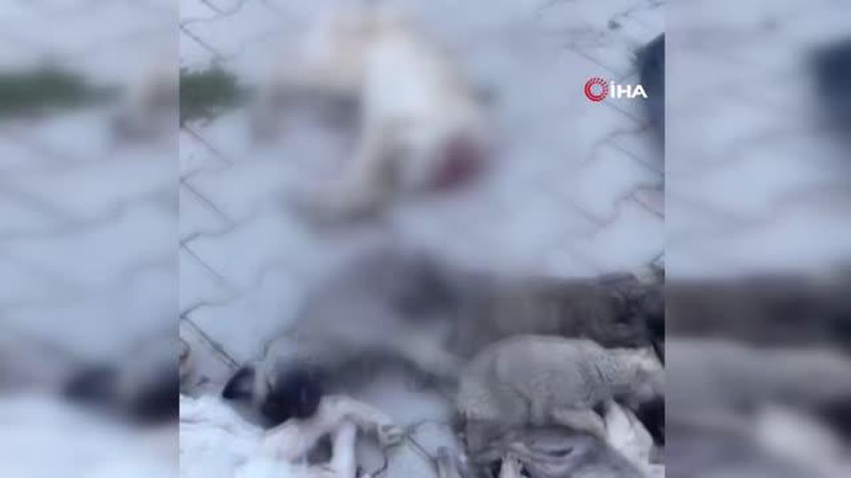 Afyonkarahisar\'da infial yaratan köpek katliamı