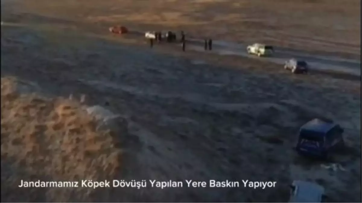 Kayseri\'de köpek dövüşü operasyonu: 37 kişi suçüstü yakalandı, 6 köpek kurtarıldı