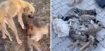 Belediye barınağında aç kalan köpekler birbirini parçaladı