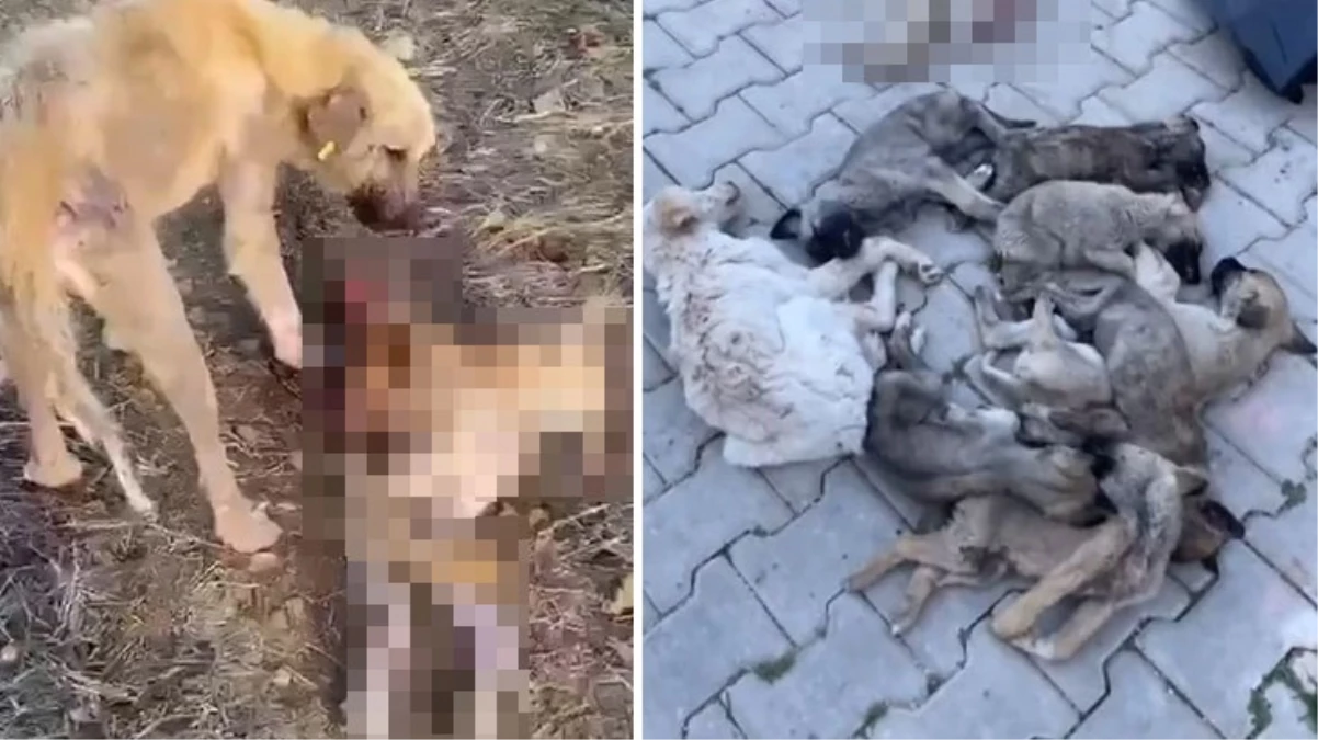 Belediye barınağında aç kalan köpekler birbirini parçaladı