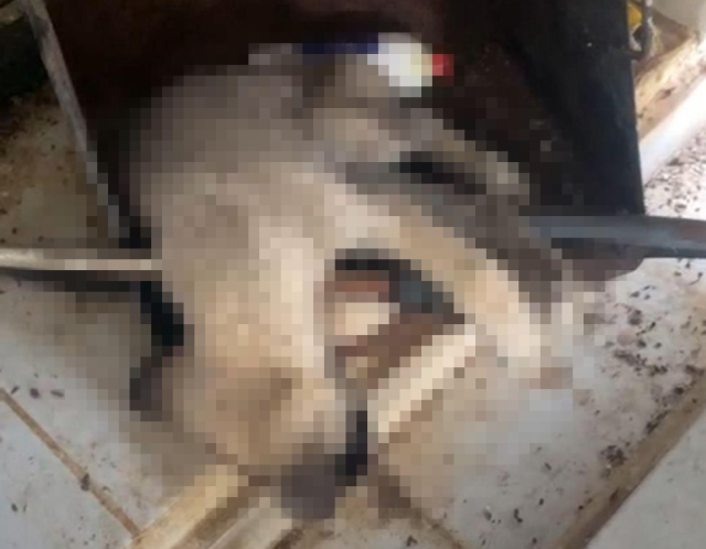 Dinar Belediyesi'ne ait bakım merkezinde infial yaratan görüntü! Aç kalan köpekler, ölü köpekleri parçalayarak yedi