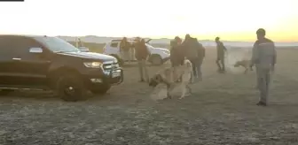Yeşilhisar'da köpek dövüştürenlere para cezası ve gözaltı