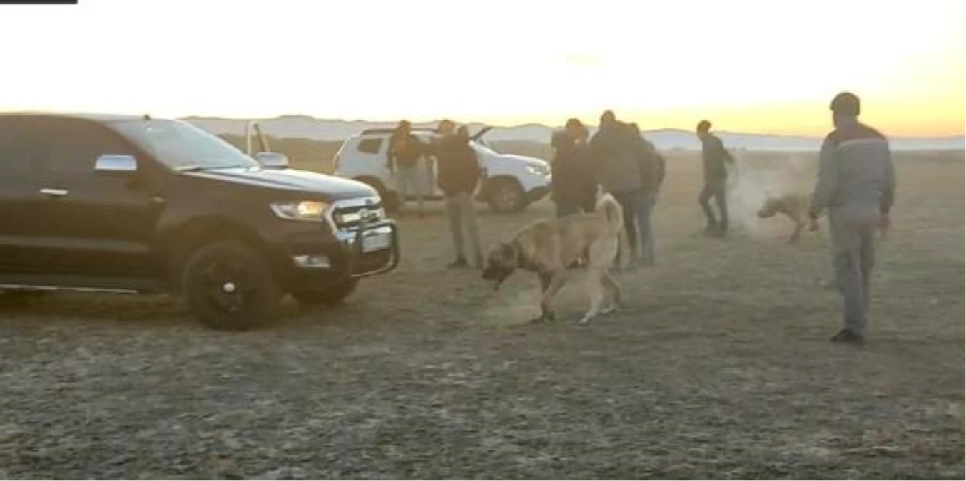 Yeşilhisar\'da köpek dövüştürenlere para cezası ve gözaltı