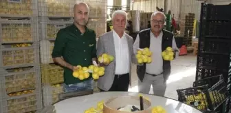 Erdemli'de Limon Hasadı Sürerken İhracat Teşviki Üreticileri Memnun Etti