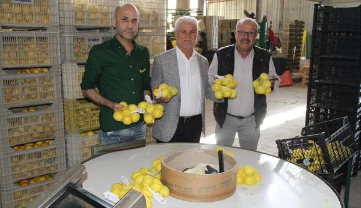 Erdemli\'de Limon Hasadı Sürerken İhracat Teşviki Üreticileri Memnun Etti