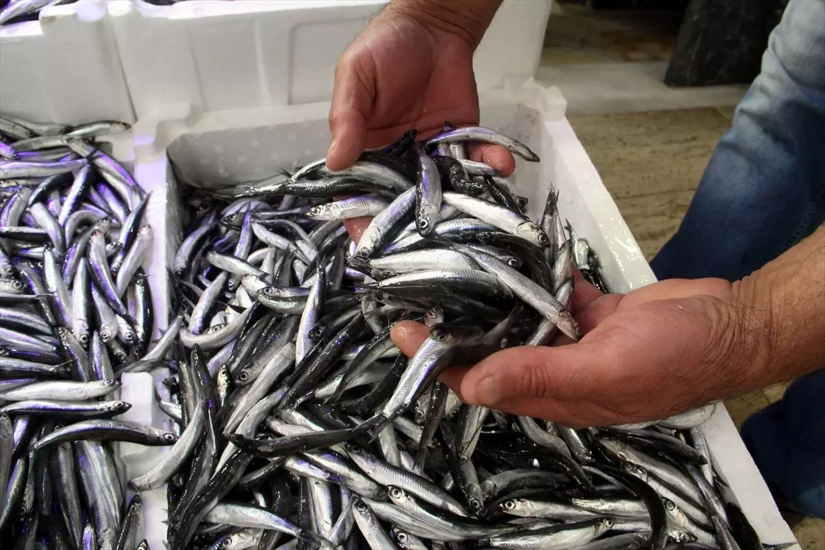 Sinop\'ta Hamsi Fiyatları Düştü