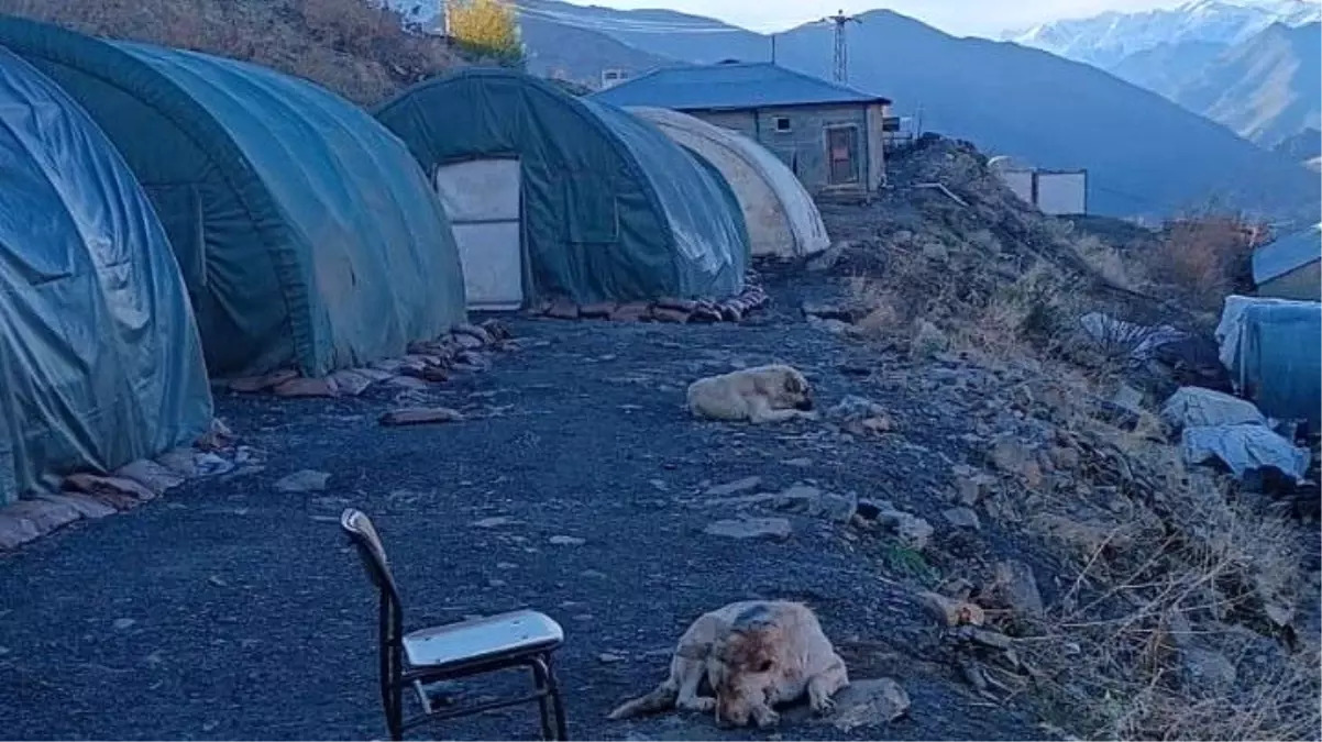 Hakkari\'deki Üs Bölgelerindeki Can Dostlar Sağlık Taramasından Geçirildi