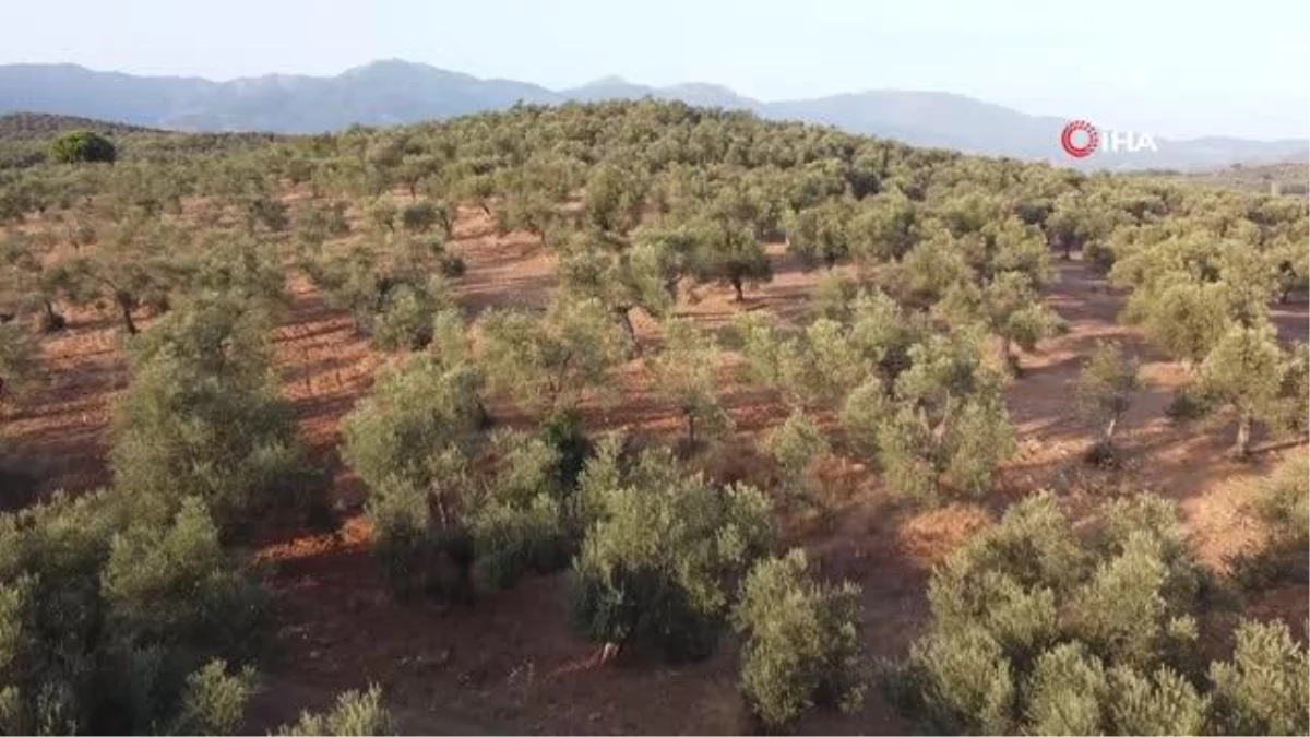 Edremit Körfezi yeşil çizik zeytini Avrupa Birliği\'nden tescillendi