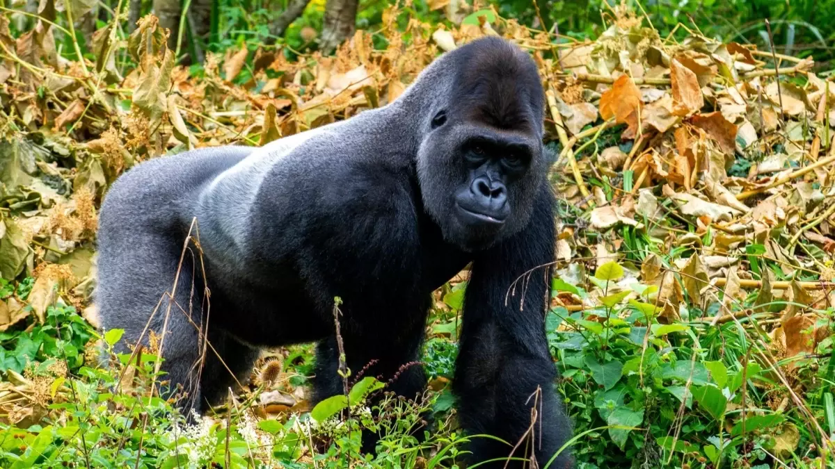 Goriller kaç yıl yaşar? Goriller etçil mi otçul mu?