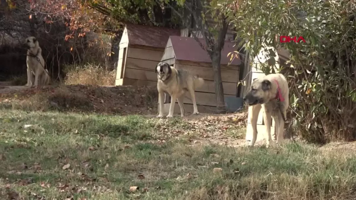 Kangal Köpekleri Safkan İrklar Arasında Tescillenmiyor