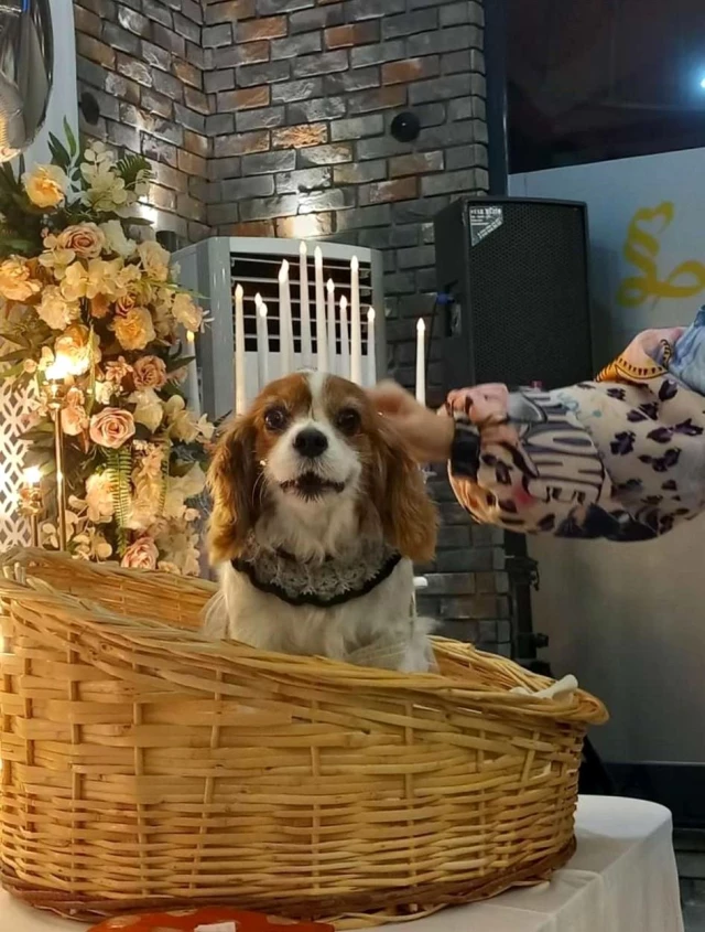 Köpeğinin yeni yaşını 150 kişinin katıldığı partiyle kutladı
