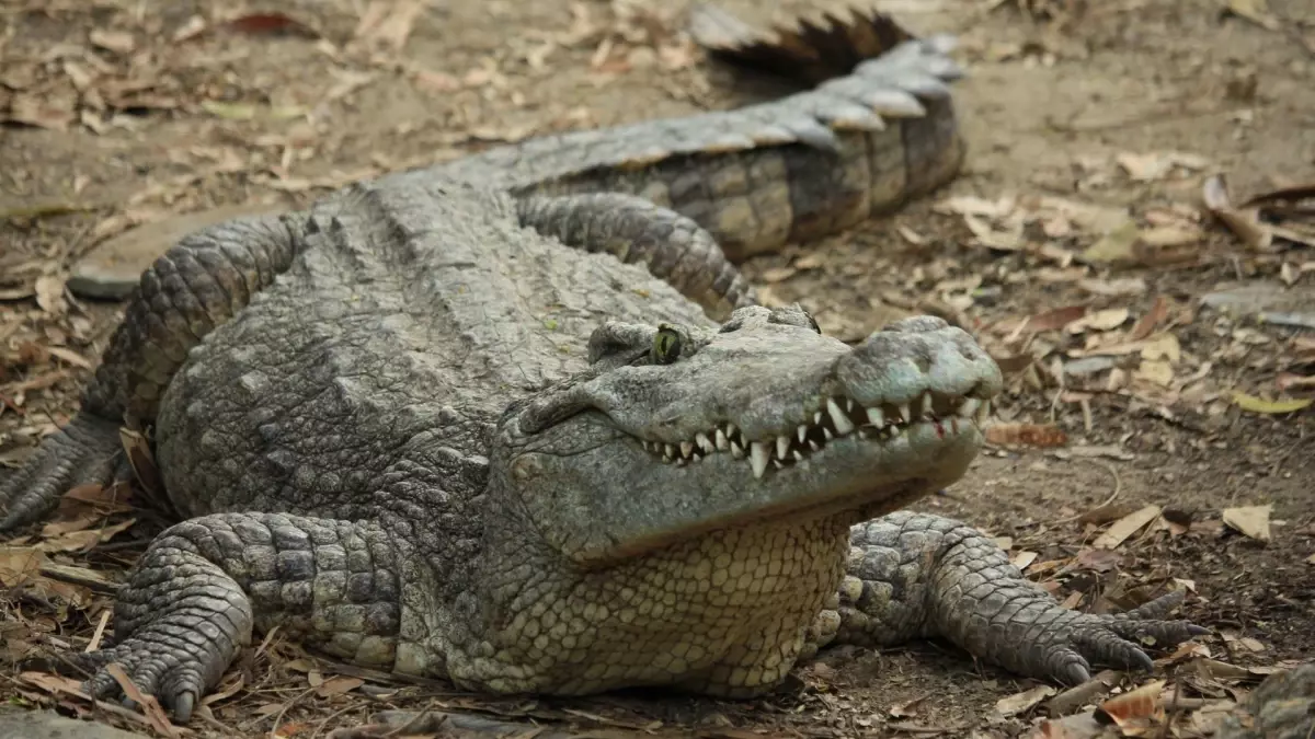 Timsahlar nerede yaşar? Timsahlar kış uykusuna yatar mı?