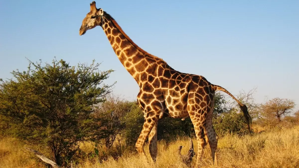 Zürafalar kaç yıl yaşar? Zürafalar kaç metredir?