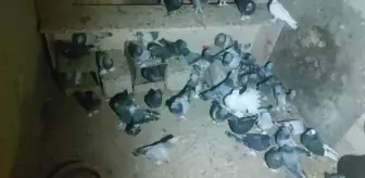 Kırşehir'de Güvercin Hırsızlığı Şüphelileri Yakalandı