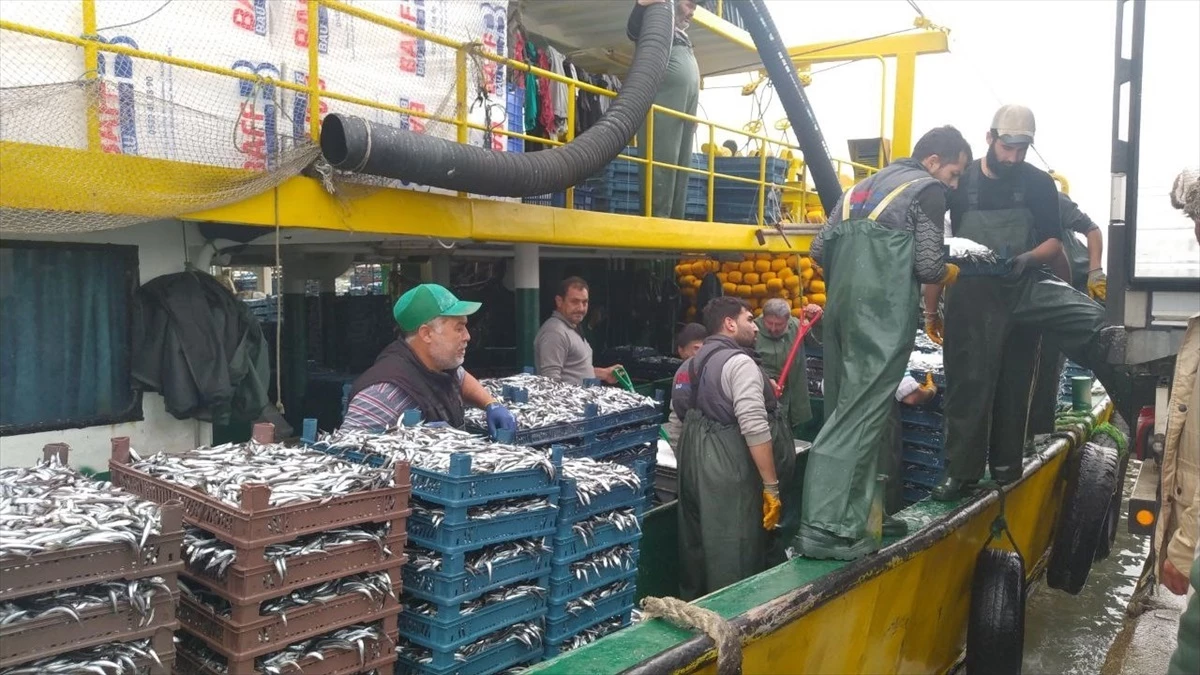 Akçakoca\'da Balıkçılar Bol Hamsiyle Limana Döndü