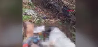 Çay ilçesinde çöplükte kedi ve köpek ölüleri bulundu