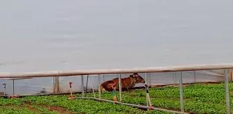 Eskişehir'de roka üretilen seraya giren geyik görüntülendi