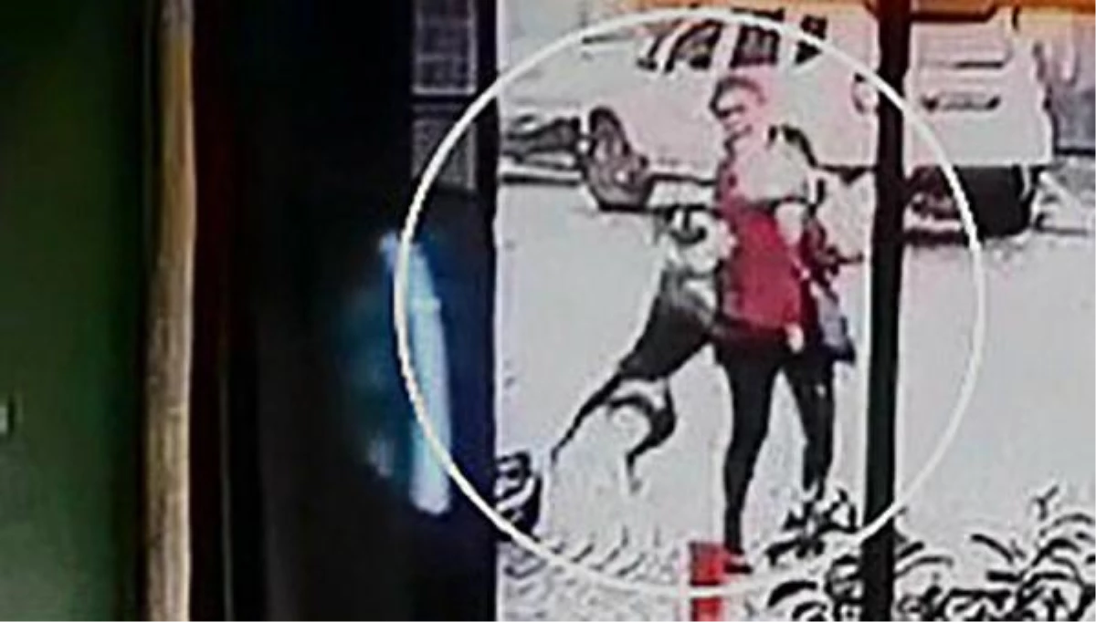 Yer: Tekirdağ! Pitbull sokakta saldırdığı kadının kolunu parçaladı