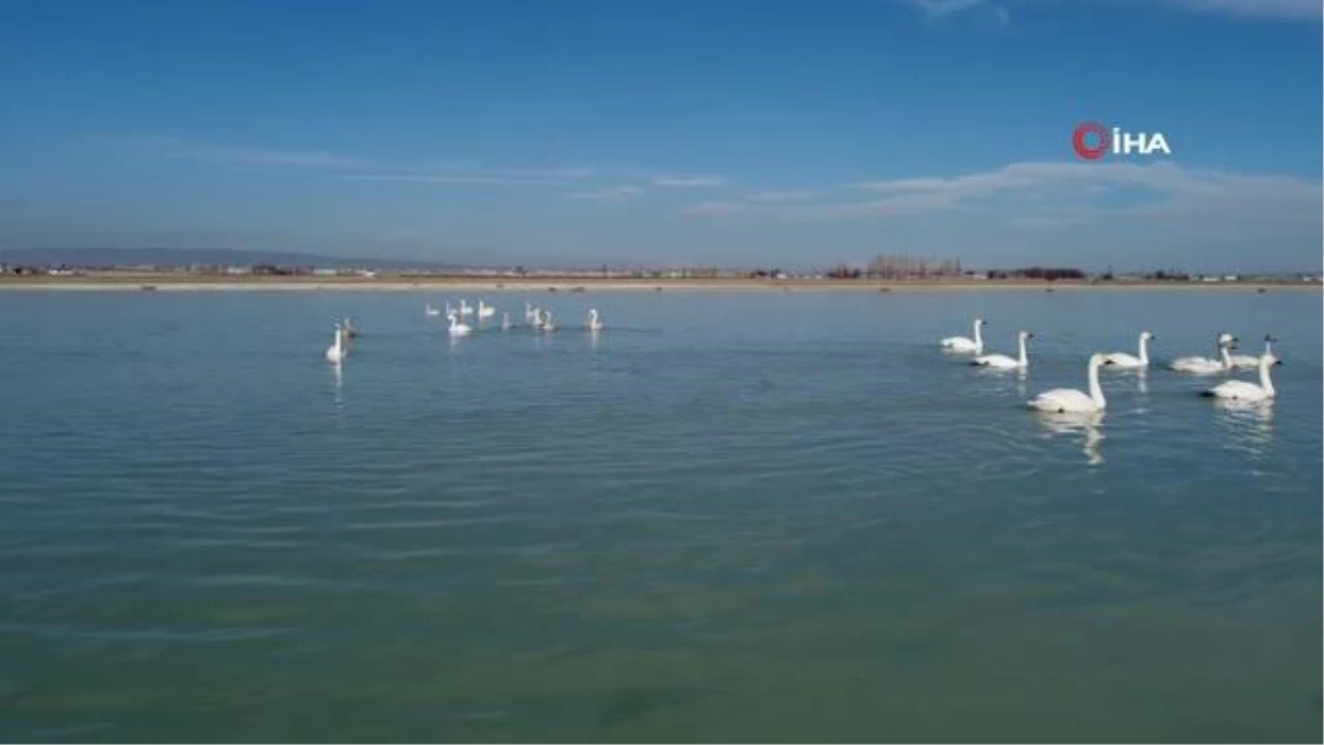 Arin Gölü\'ndeki flamingolar yerini ötücü kuğulara bıraktı