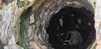 Çanakkale'de Su Kuyusuna Düşen Porsuk Kurtarıldı