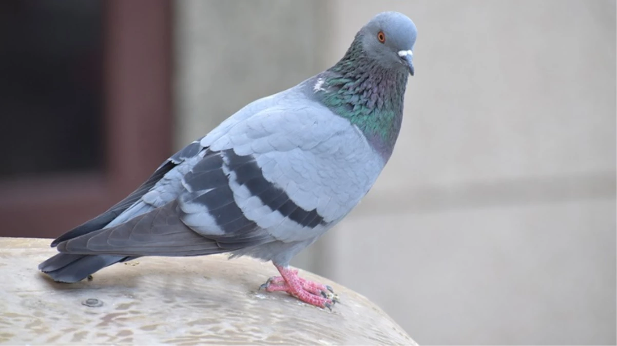 Tokyo\'da taksi şoförü güvercini ezip öldürdü