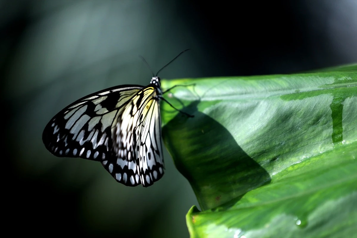 Konya Tropikal Kelebek Bahçesi, Şebiarus etkinlikleri için 30 bin kelebek ile ziyaretçilerini bekliyor