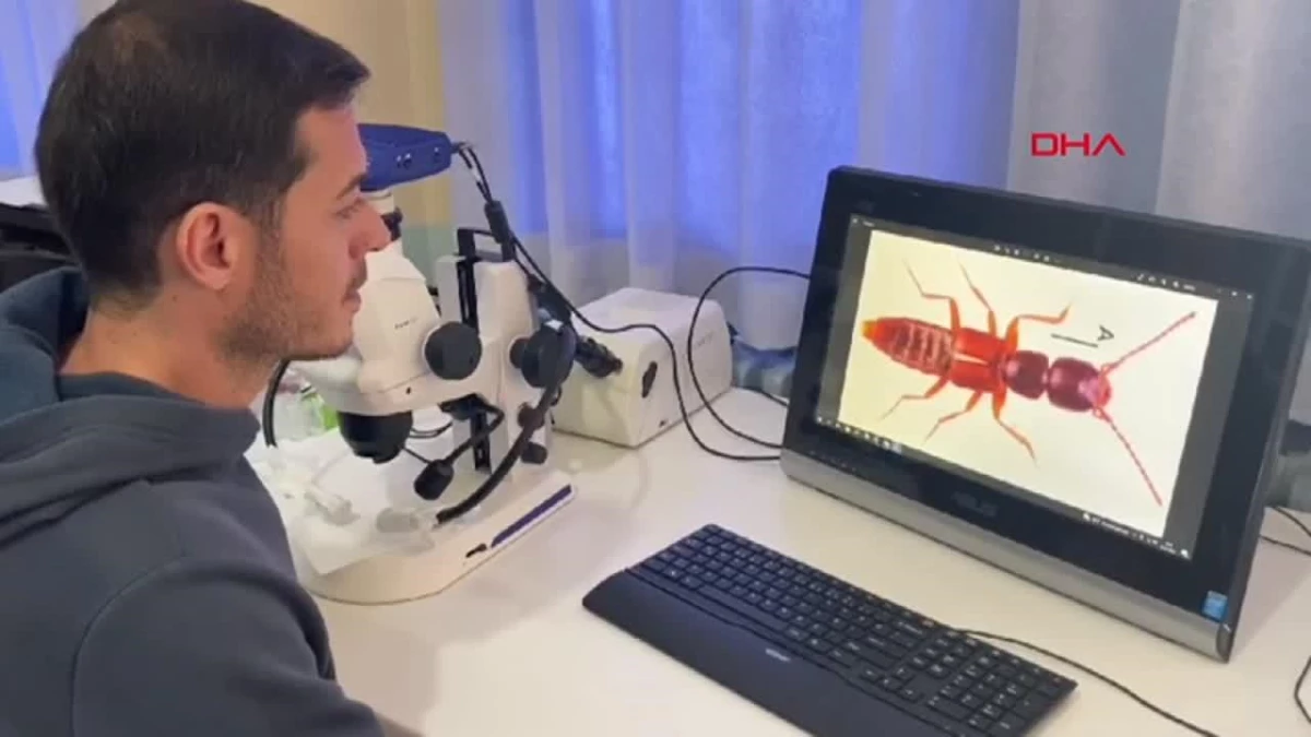 MCBÜ Alaşehir Meslek Yüksek Okulu\'nda yeni bir böcek türü bulundu
