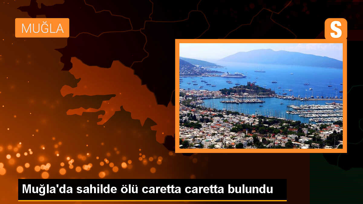 Muğla\'da sahilde ölü caretta caretta bulundu