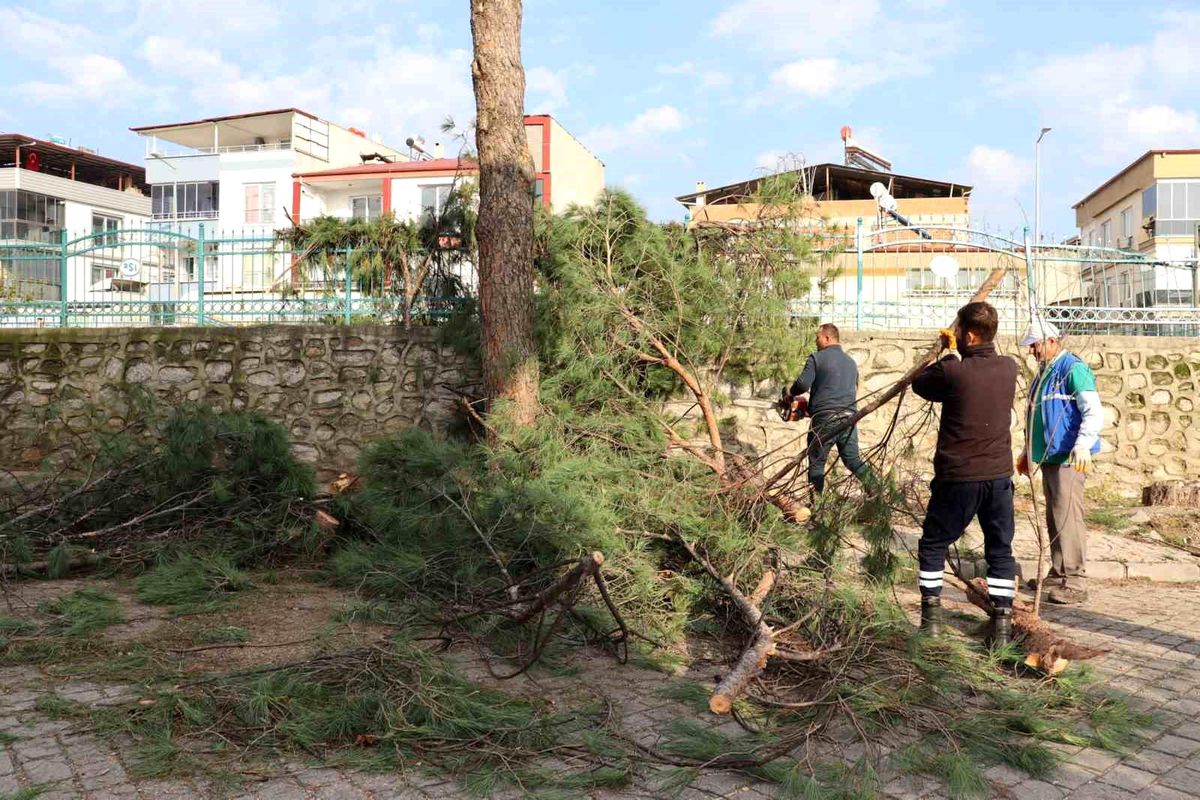 Nazilli Belediyesi ağaç budama faaliyetlerine devam ediyor