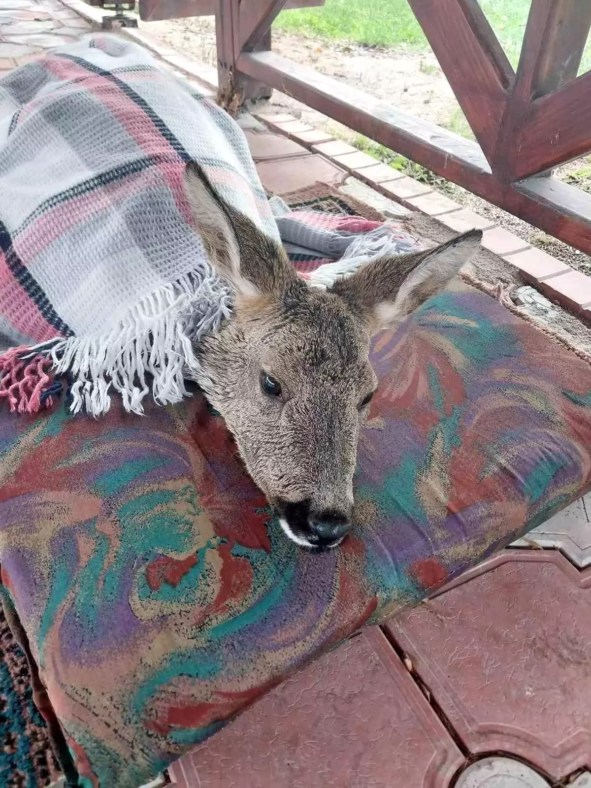 Sokak köpekleri tarafından saldırıya uğrayan karaca tedavi altına alındı