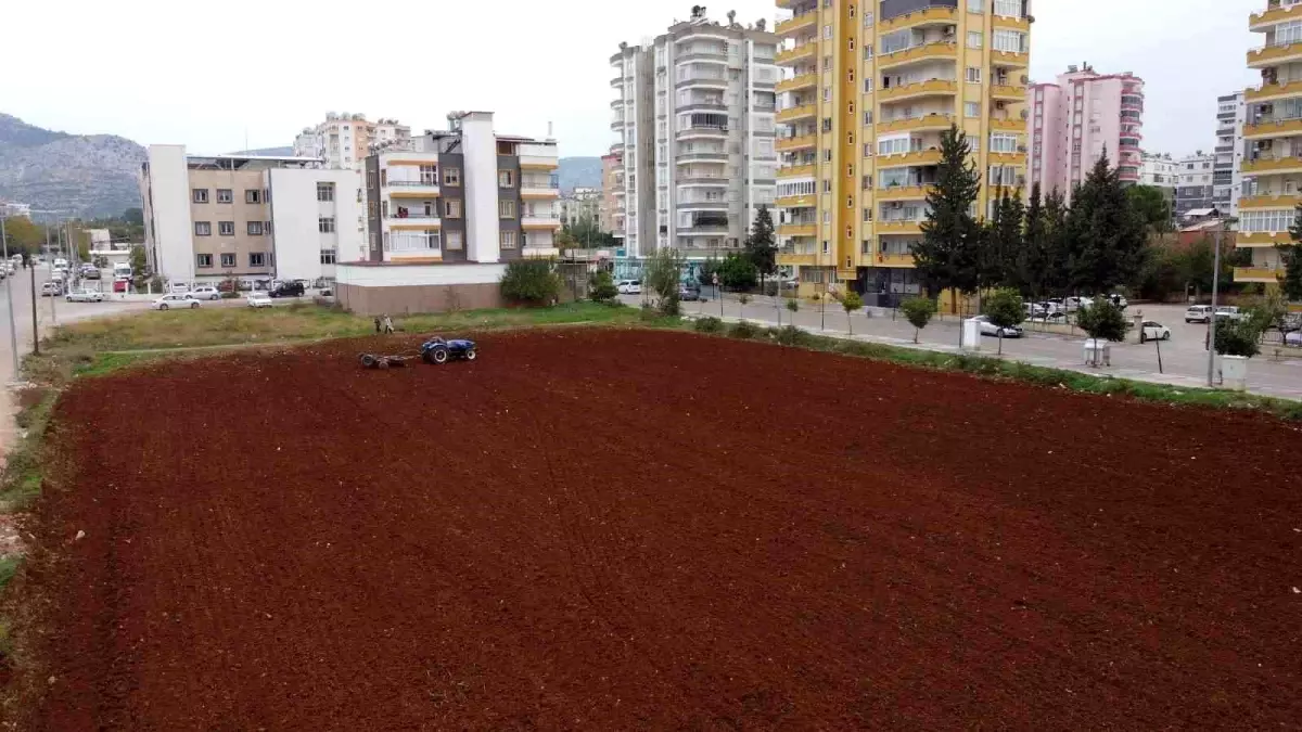 Tarımı milyonlara değişmiyor: Binaların arasında kalan tarlasında üretim yapıyor