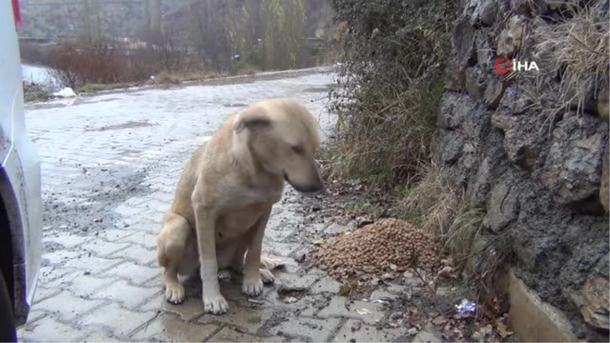 Beytüşşebap\'taki sokak köpekleri yalnız bırakılmadı