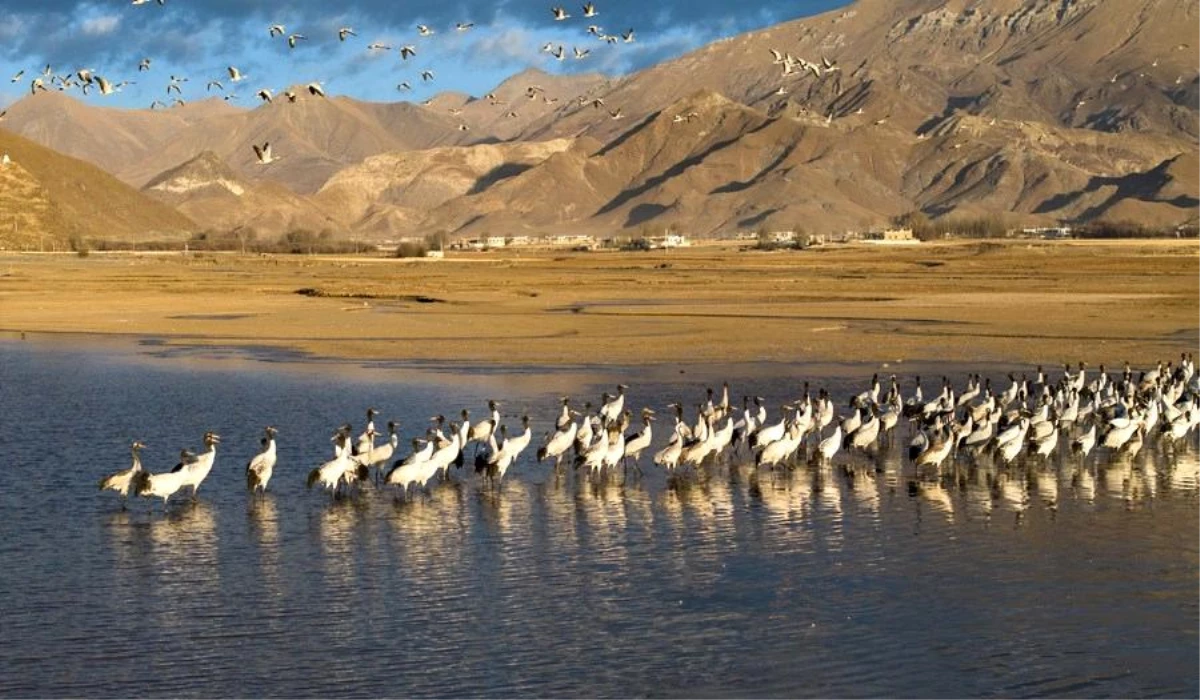 Çin\'in Tibet Özerk Bölgesi\'nde 2.107 türden 11.648 tohum örneği muhafaza ediliyor