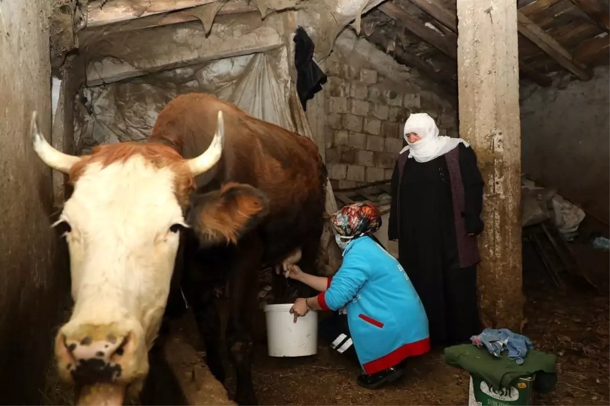 Vefa Projesi kapsamında yaşlı çiftin inekleri sağlandı