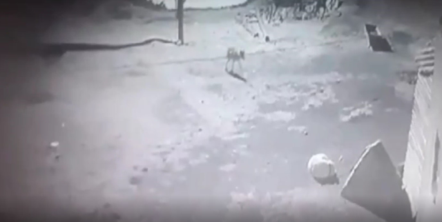 Kars'ta aç kalan kurdun bir köpeği sürükleyerek götürdüğü anlar güvenlik kamerasına yansıdı